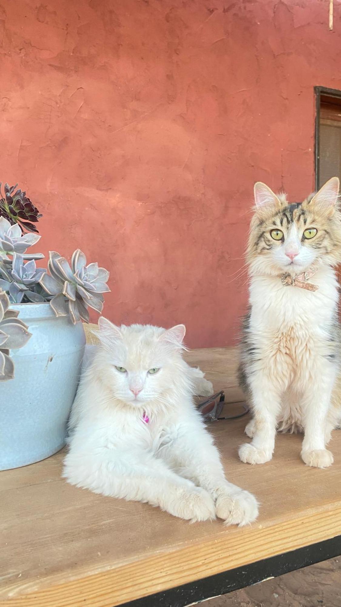 Pink Spirit Wellness Farm Διαμέρισμα Ad Disah Εξωτερικό φωτογραφία